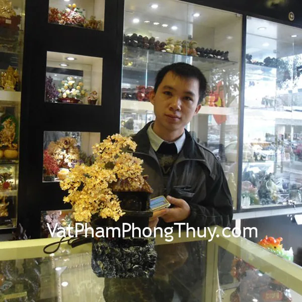 Anh Thuấn- khách hàng mua cây tài lộc HCA255