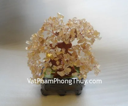 Cây tài lộc cẩm lãm Kc075