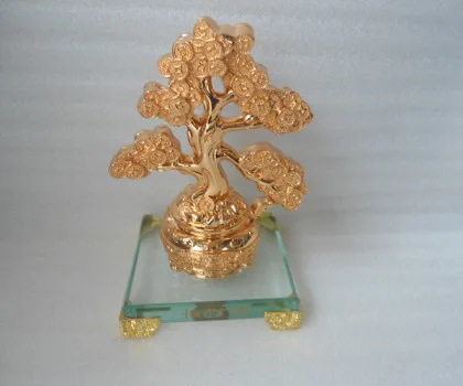 Cây đồng tiền trên chậu tụ bảo - cây phát tài H513G