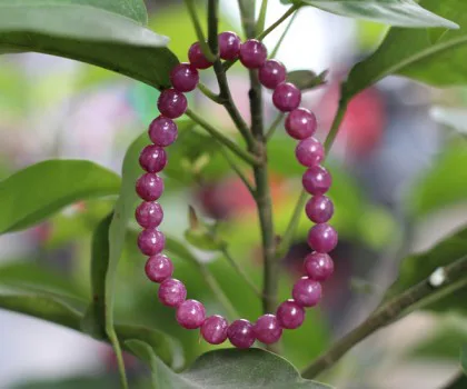 Chuỗi Ruby đỏ A+++ hạt tròn 24 hạt Nam Mỹ (21.1g) S6248-S3-19939